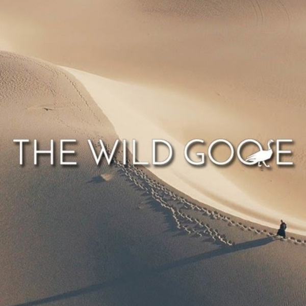 Wild goose